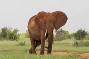 elephant_impact_investing