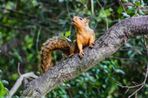 Squirrel on tree