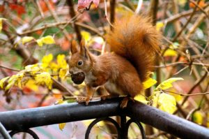 Squirrel with acorn