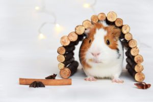 guinea pig grad student saving for retirement