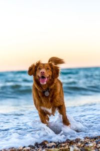 running golden retriever